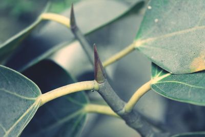 Close-up of grasshopper on leaf