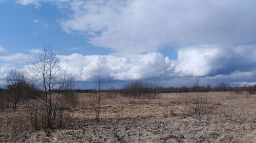 Bare trees on field against sky