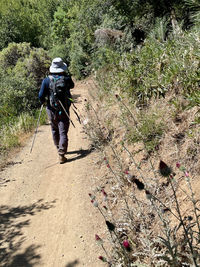 Rear view of man walking on trail