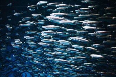 Fish swimming in sea