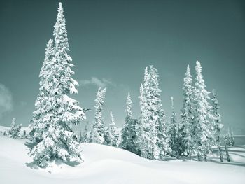 Snow covered tree against sky