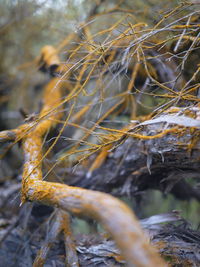 Close-up of spider web on branch