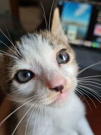 Close-up portrait of cat