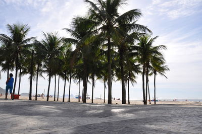 Palm trees on beach against sky