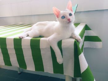 Portrait of cat on blanket