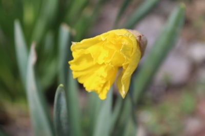 Close-up of yellow flower