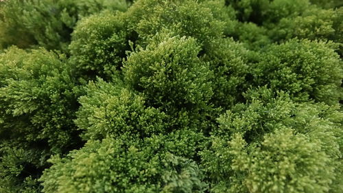 Full frame shot of fresh green plants