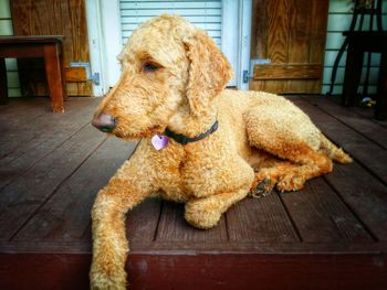Dog relaxing on floor