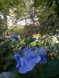 Flowers blooming on tree