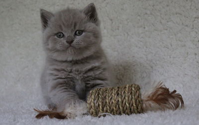 Portrait of kitten sitting at home