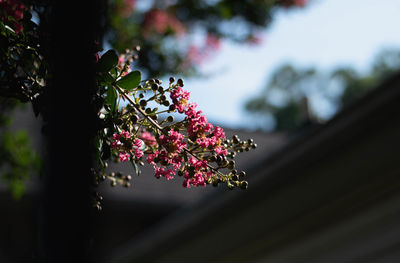 Close-up of pink flowering plant against tree