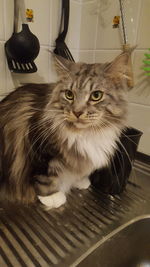 Close-up portrait of cat at home