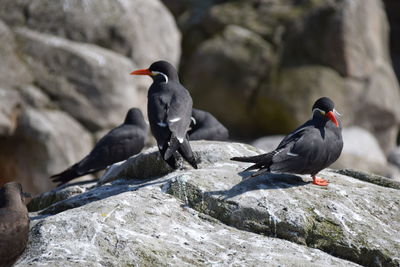 Close-up of bird perching on rock