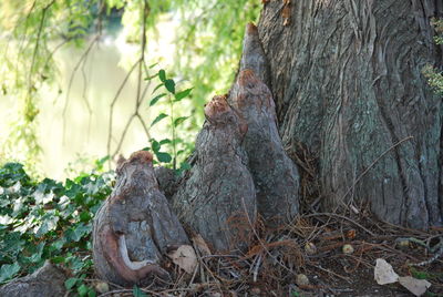 Close-up of lizard on tree trunk in forest