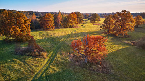 Aerial view of autumn oak trees , shadow on meadow. country road green fields sunny aerial panorama