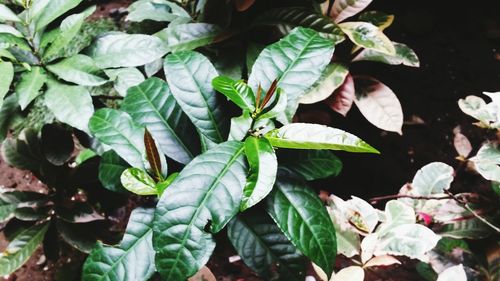 High angle view of fresh green leaves