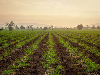 Scenic view of agricultural field against sky during sunset