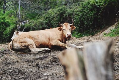 Cow on field