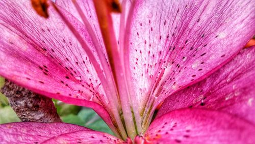 Close-up of pink flowering plant