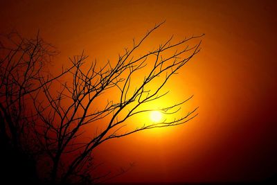 Silhouette of bare trees at sunset