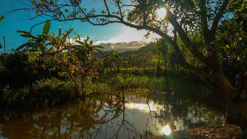 Reflection of trees on water