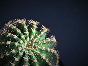 Close-up of cactus plant against sky