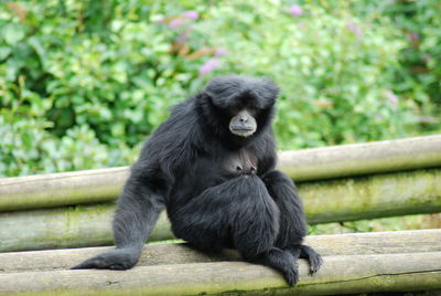 Close-up of monkey sitting outdoors