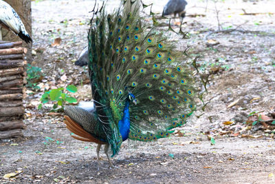 Peacock on a field