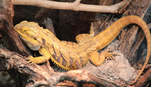 Big australian lizard called pogona or bearded dragon for the scales of the skin under 