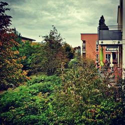 Buildings with trees in background