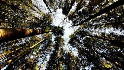 Low angle view of trees against sky