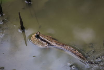 High angle view of turtle swimming in lake