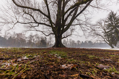 Bare tree on field during winter