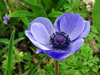 Close-up of honey bee on purple flower