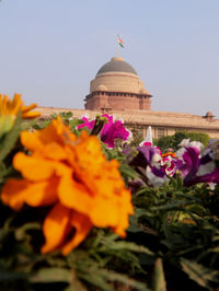 Close-up of flowering plant in front of building