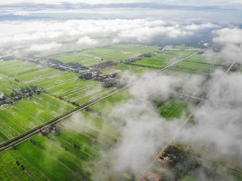 Green paddy field