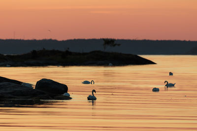 Swans in a bay at sunset