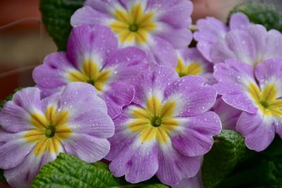 Close-up of flowers