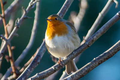 Close-up of bird perching on branch