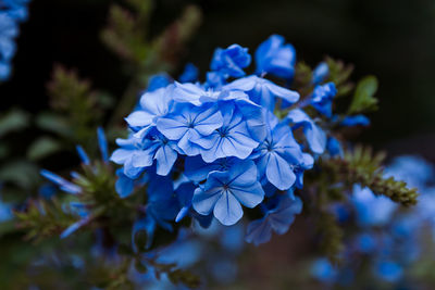 Close-up of blue phlox