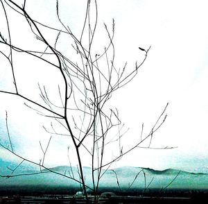 Silhouette of birds flying against clear sky