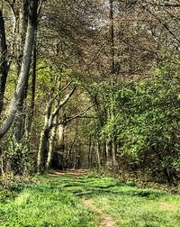 Scenic view of forest