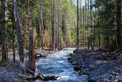 Stream flowing through rocks in forest