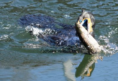 Ducks swimming in water