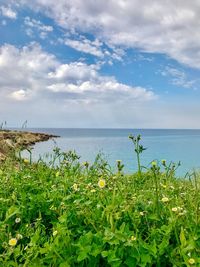 Plants growing on beach against sky