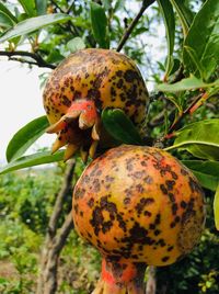 Close-up of fruit growing on tree