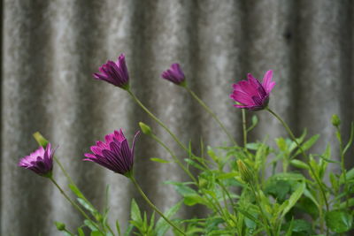 Close-up of pink crocus flowers blooming outdoors