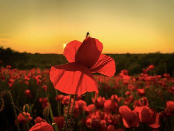 Close-up of red flower on field against sky during sunset