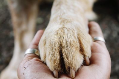 A dog's paw rests on a man's hand.
