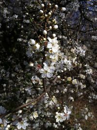 Close-up of flower tree